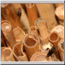 Passaloecus sp - Grabwespe 08 6mm mit Cacoxenus indagator - Taufliege.jpg